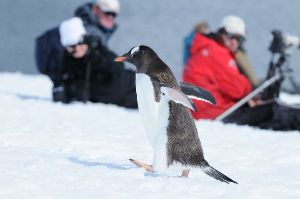 【三夫国际旅行社】11月活动：性价比之王南极体验—冰海皮划艇、雪地徒步、行摄的净土（2017年11月11日--11月20日）