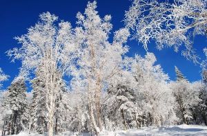 【三夫活动-元旦假期】长白山赏冬日天池美景，畅滑天池雪自然粉雪