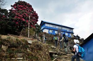 【三夫国际旅行社】2019踏青活动：亲近高山玫瑰，拥抱雪峰梦境——世界顶级徒步线路之尼泊尔ABC环线 （2019年4月5日—4月15日）