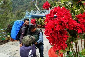 【三夫国际旅行社】2019踏青活动：亲近高山玫瑰，拥抱雪峰梦境——世界顶级徒步线路之尼泊尔ABC环线 （2019年4月5日—4月15日）