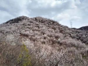 【三夫活动】2022.4.9周六，银山塔林环穿休闲徒步赏桃花